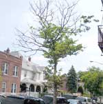 Tree in poor condition